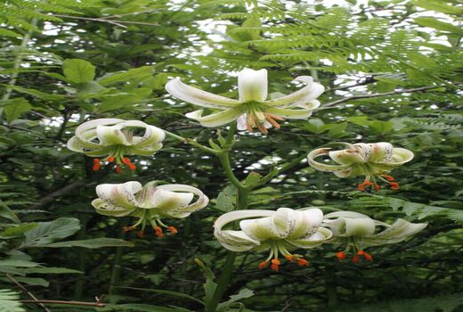 گلدهی سوسن چلچراغی در رودبار

