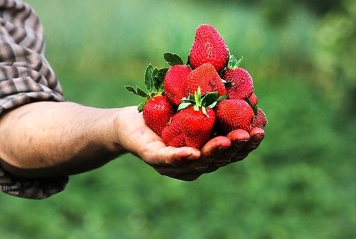 برداشت توت فرنگی _ شهرستان رستم