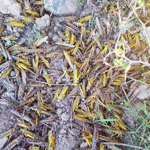 مبارزه با ملخ صحرایی در قیروکارزین آغاز شد 