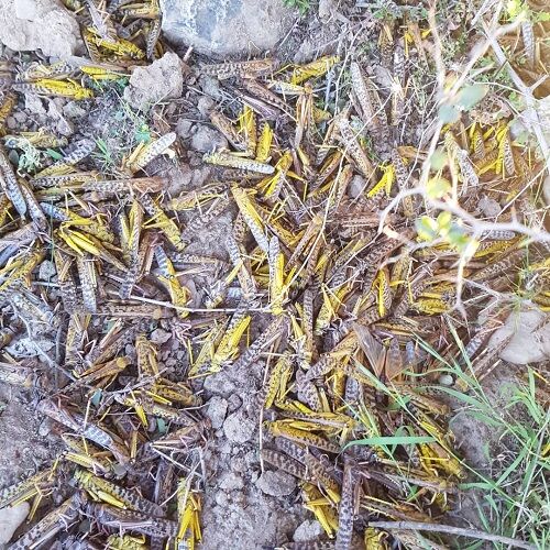مبارزه با ملخ صحرایی در قیروکارزین آغاز شد 