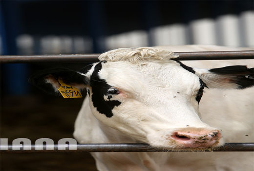  از اخذ مجوزهای کسب و کار تا روش های نوین پرورش گاو شیری