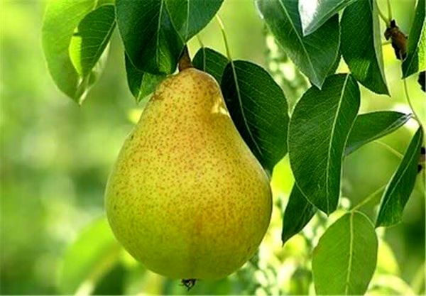 آغاز برداشت گلابی از باغات استان قزوین/ پیشبینی برداشت ۲۵ هزار تن محصول
