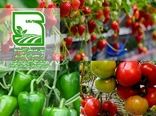 پیشتازی کشاورزان ساوجبلاغ در تولید محصول سالم