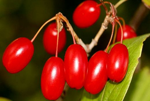 برداشت زغال اخته از باغات استان قزوین آغاز شد/ پیش‌بینی برداشت ۴۲۰۰ تُن محصول