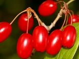 برداشت زغال اخته از باغات استان قزوین آغاز شد/ پیش‌بینی برداشت ۴۲۰۰ تُن محصول
