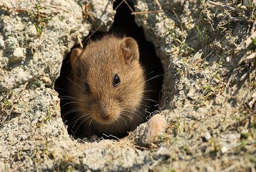 لزوم شروع مبارزه با جوندگان مضر در مزارع محصولات زراعی پاییزه در استان کرمانشاه