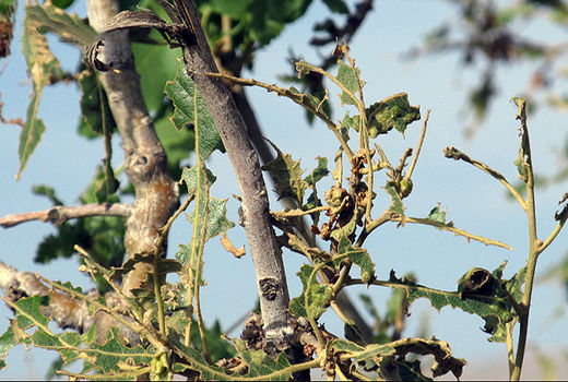 باید ابریشم باف ناجور را مهار کنیم