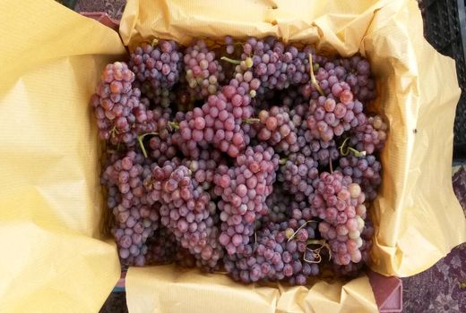 بیش از ۱۹۰۰ تن انگور از باغات جنوب کرمان روانه بازارهای کشور می‌شود