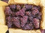 بیش از ۱۹۰۰ تن انگور از باغات جنوب کرمان روانه بازارهای کشور می‌شود