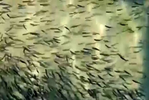 تولید سالانه ۲۰ میلیون قطعه بچه ماهی