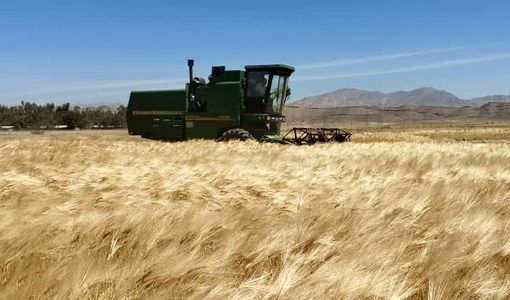 آغاز برداشت جو در جهرم با پیش‌بینی تولید بیش از ۳ هزار تن