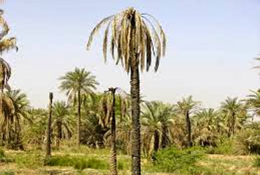 اجرای ۳۰۰ هکتار طرح توسعه نخیلات در آبادان