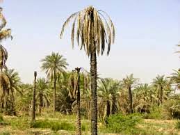 اجرای ۳۰۰ هکتار طرح توسعه نخیلات در آبادان