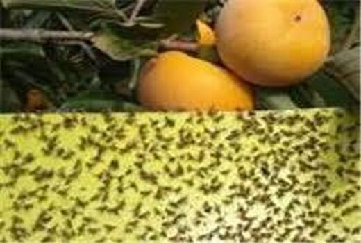 ردیابی مگس میوه در 2300 هکتار از باغ های جویبار/1000 مگس میوه شکار شد