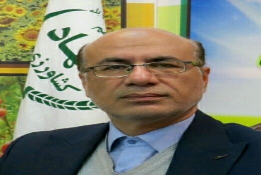 سرشاخه کاری در باغات گردو؛ انقلابی در اقتصادی کردن باغات گردوی استان ایلام