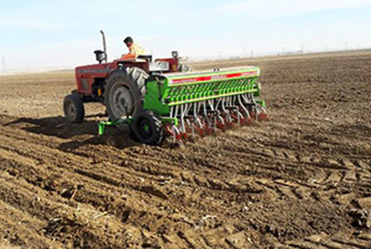 گندم در اراضی دیم خراسان شمالی علیرغم نبود بارش موثر کشت شد