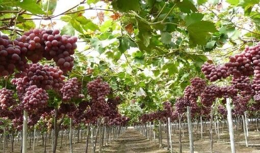 تولید انگور گلخانه‌ای بدون دانش فنی امکان‌پذیر نیست
