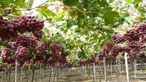 تولید انگور گلخانه‌ای بدون دانش فنی امکان‌پذیر نیست