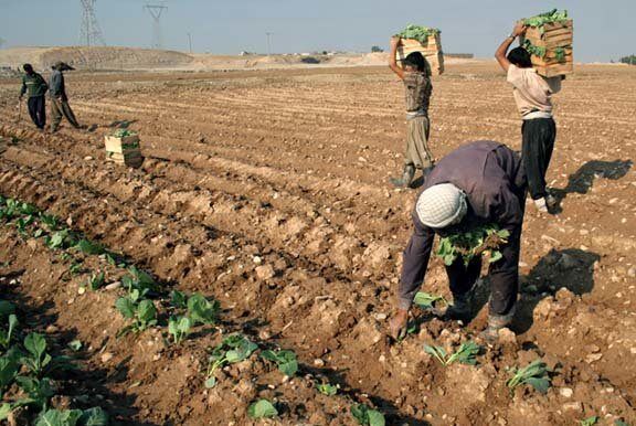 کشاورزی تابستانه شرق اصفهان در معرض تهدید قرار گرفته است