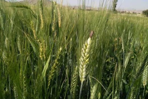 مبارزه با سن غلات در ۱۸ هزار هکتار از مزارع چهارمحال و بختیاری 