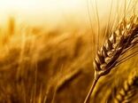 فعالیت ۱۱ مرکز خرید تضمینی گندم در چهارمحال و بختیاری