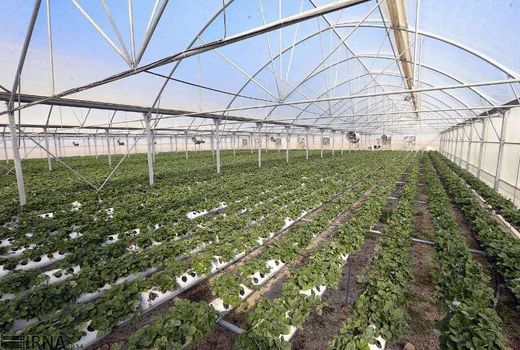 پیشرفت ۵۰ درصدی نهضت گلخانه‌ای