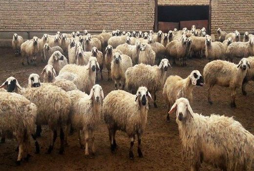 مهمترین فرصت های سرمایه گذاری در بخش دام وطیور استان کرمان
