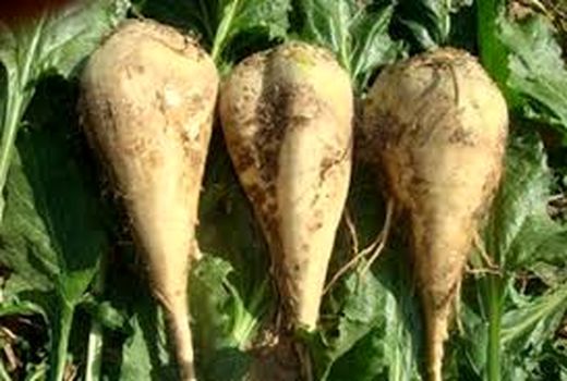 خراسان شمالی رتبه 8 تولید چغندر قند را در کشور را دارد