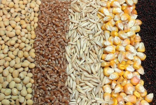 علامت سوال جای قیمت را در بازار نهاده‌ها گرفت