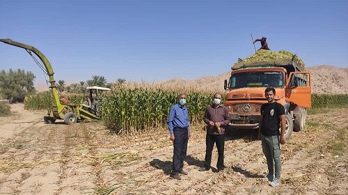آغاز برداشت ذرت علوفه‌ای از مزارع خنج