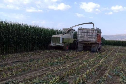برداشت ذرت علوفه ای در گراش آغاز شد 