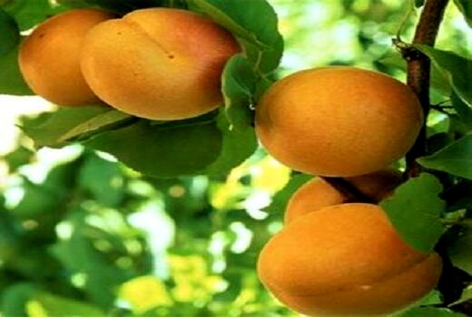افزایش پنج برابری سطح باغ های زردآلو در بیضا