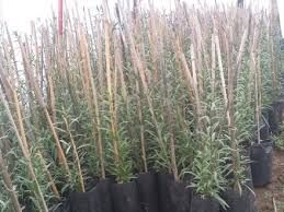 گوجه بری در جمع گیاهان دارویی شیراز 