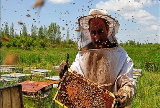 اعلام دستاوردهای تولیدی زنبورداران در گیلان