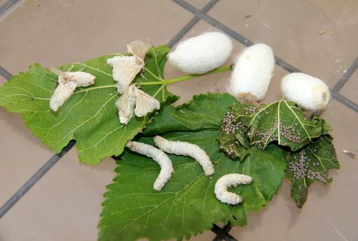 افزایش کار آفرینی در بخش کشاورزی با ایجاد کسب و کارهای خانگی