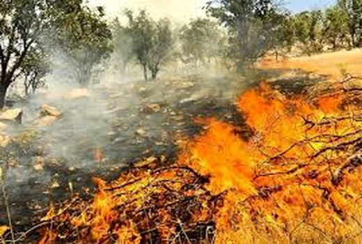 ۳هکتار از مراتع و مزارع کشاورزی در ایلام طعمه حریق شد