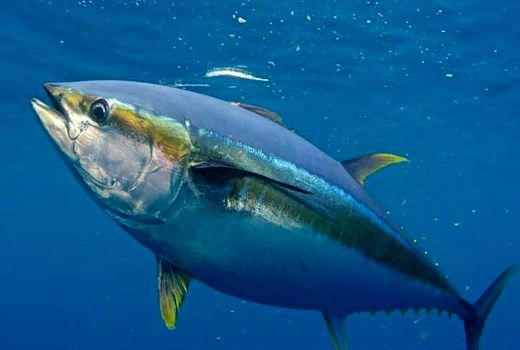 ایجاد ارزش افزوده با تغییر روش صید تون ماهیان