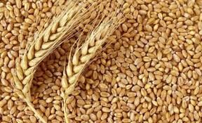 ضرورت بهره‌گیری از ارقام پربازده گندم در مزارع