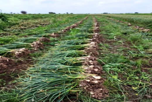 پایان برداشت سیر در دزفول