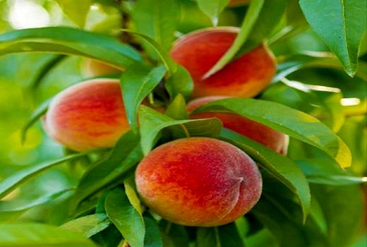 پیش‌بینی تولید ۸۰ هزار تن هلو در استان گلستان