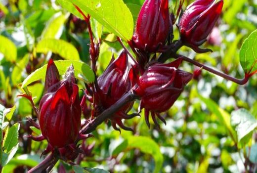  توسعه‌ی کشت چای ترش در خرمشهر