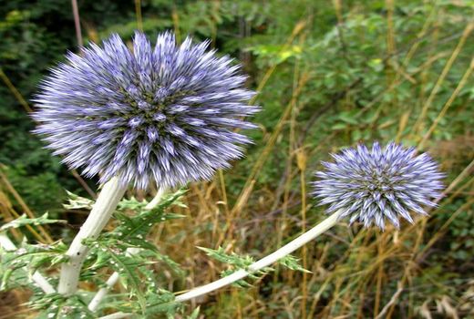 پیش بینی برداشت بیش از 30 تن گیاهان دارویی