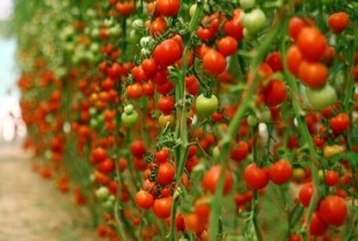 توسعه کشت محصولات باغی در استان کرمان
