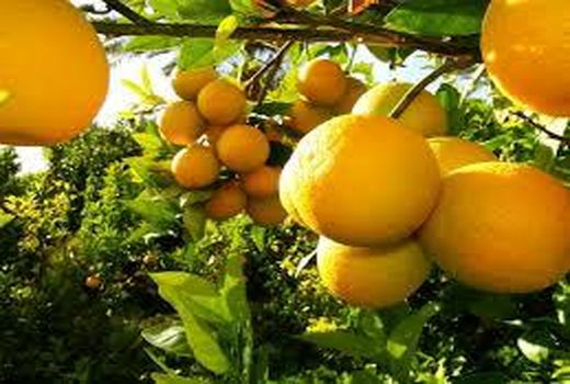 برداشت 60 درصد پرتقال مازندران 