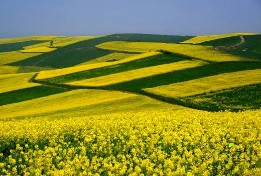 پایش فنی و تخصصی مزارع کلزا