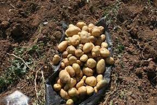 سرمازدگی 2000هکتار از مزارع ذرت شهرستان ارزوئیه