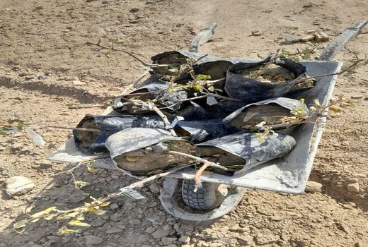 کشت درخت کنار هندی برای اولین بار در ماهشهر