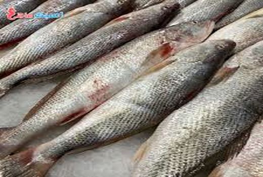 رفع ممنوعیت صید ماهی شورید در خوزستان