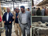 بازدید رئیس سازمان جهادکشاورزی استان ومسئولین  مراکز تحقیقاتی از چند واحد پرورش دام  نژادهای بومی 