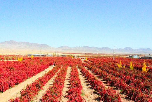 بسته زرشکی پیشنهادی جهاد کشاورزی خراسان جنوبی